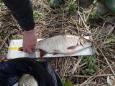 Maart Winkle Picker 2017 Willemstad