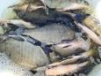 IMG-20210403-WA0005.jpg